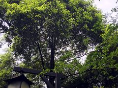 -成都市活水公园