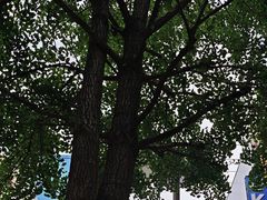 -黄兴南路步行商业街