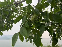 -望湖烤鱼