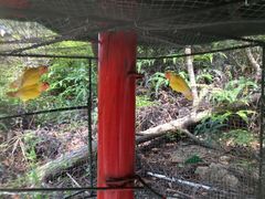 -汕尾铜鼎山旅游区