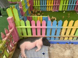 -萌宠亲子动物乐园(槐房万达店)