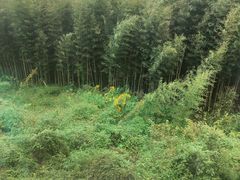 -敬亭山风景名胜区