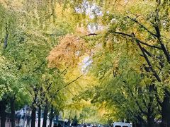 -三里屯东五街银杏大道