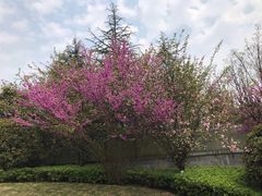 -铁山坪森林公园