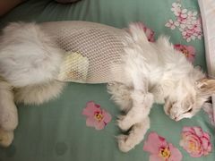 -瑞鹏宠物医院·爱宠堂·骨外专科(西荷分院)