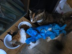 -米苏动物医院·犬猫专科·骨科外科内窥镜