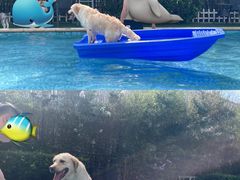 -汪说喵讲宠物乐园宠物酒店(红星美凯龙店)