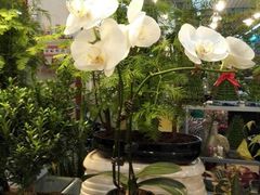 android_upload_pic-双季花艺园艺市场(浦东店)