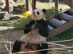 -杭州野生动物世界