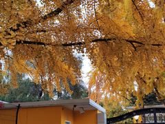 -三里屯东五街银杏大道