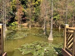 -神光山国家森林公园