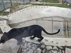 -横道河子东北虎林园