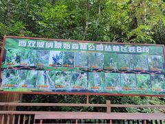 -西双版纳原始森林公园