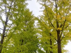 -大望京公园