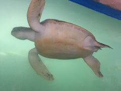 -广东惠东海龟国家级自然保护区
