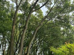 -上海醉白池公园
