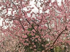 -桃花堤公园