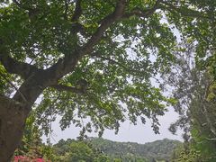-深圳仙湖植物园