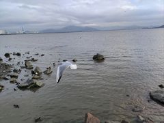 -深圳湾公园(南山区)