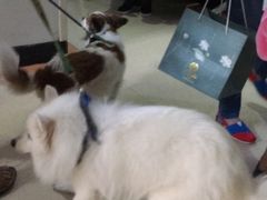 -北京观赏动物医院·24小时大型综合·猫专科·异宠专科