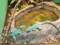-上海大自然野生昆虫馆(东方明珠·爬宠昆虫探索中心)