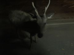 -清迈夜间动物园