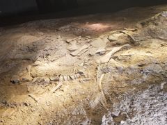 -世界恐龙谷景区