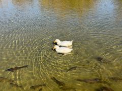 -丽江悦榕庄酒店-明月·雪山庭院餐厅