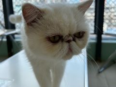 -怪兽屋·羊驼·猫咖·狗咖(俊华广场店)