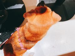 -小豆海棠(人民南路店)