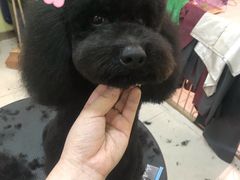 -精灵岛宠物生活馆(洪泽花园店)