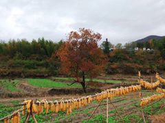 -塔川景区