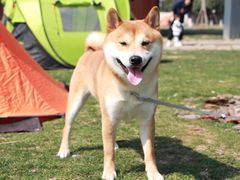 -PETKIT小佩宠物·低压洗护(国顺东路店)