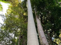 -墨尔本皇家植物园