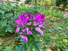 -清远熹乐谷温泉度假酒店