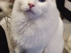 -猫儿山۰猫主题餐厅