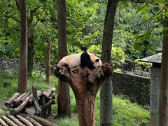 -都江堰中华大熊猫苑