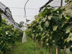 -马陆小张葡萄园农家乐