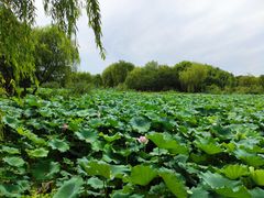 -无锡蠡湖国家湿地公园-蠡园