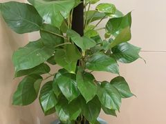 -泓历皇朝酒店(东亭店)
