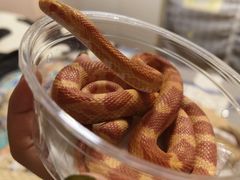 -酷以爬仙阁实体爬宠店·守宫·蜥蜴·专业繁育