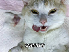 -瑞派中心宠物医院·CT·核磁·神经专科