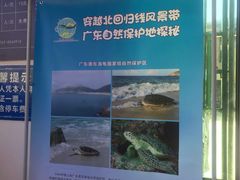 -广东惠东海龟国家级自然保护区
