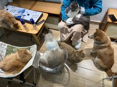 -李小姐の猫咖啡馆(五角场店)