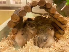 -龙猫仔乐园(惠福东路店)