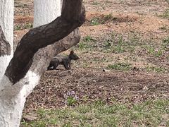 -永定河休闲森林公园