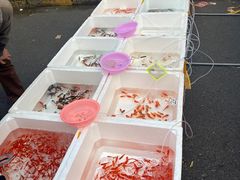 -哈尔滨道外花鸟鱼市场