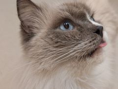 -共舞时光猫咖·狗咖(新街口店)