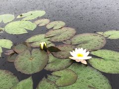 景点-腾冲北海湿地