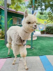 -萌宠亲子动物乐园(槐房万达店)